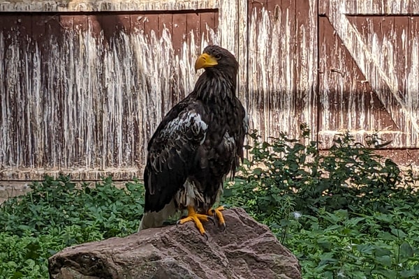 golden eagle